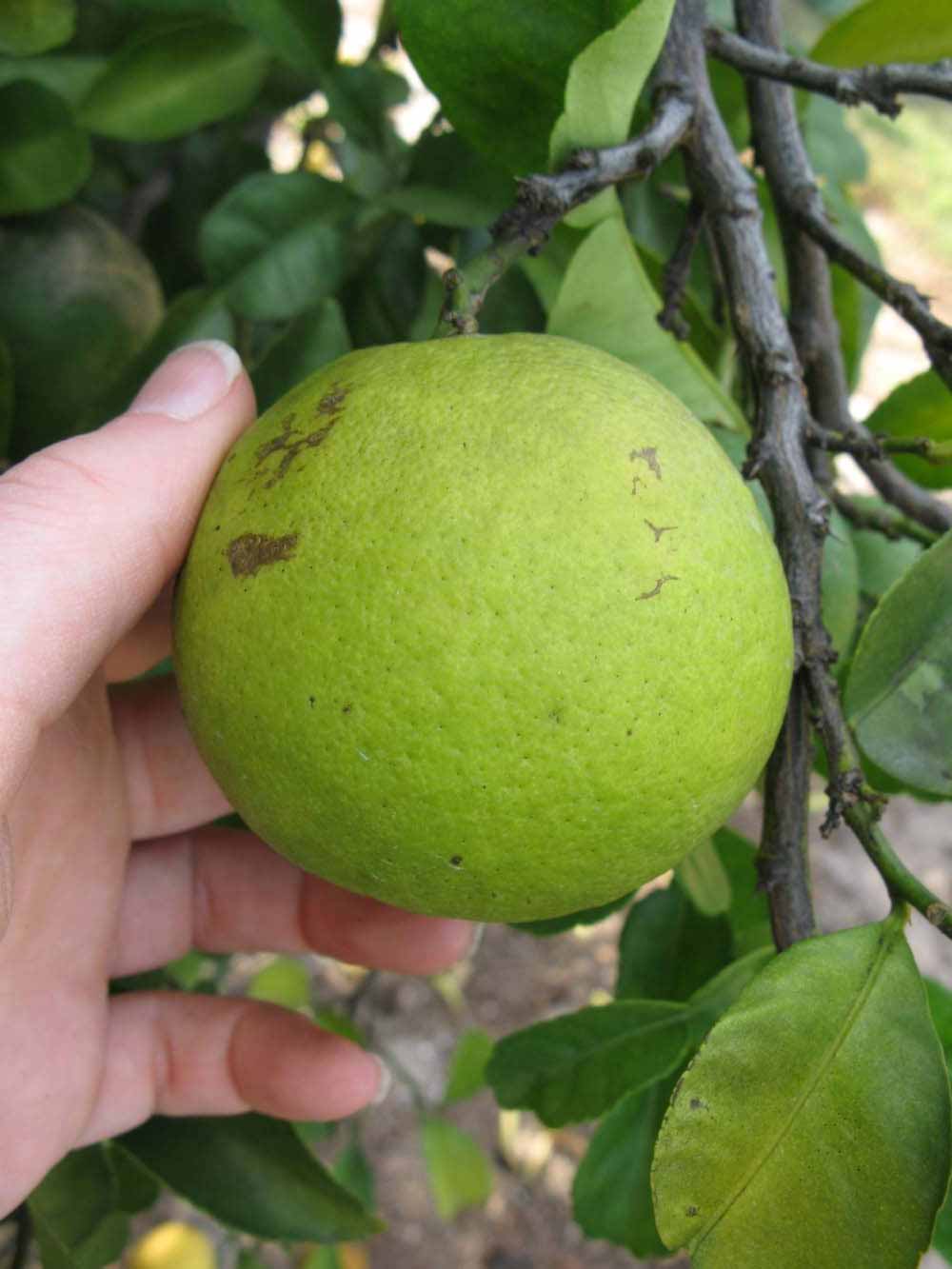              Immature fruit (Winter Haven, FL)       
